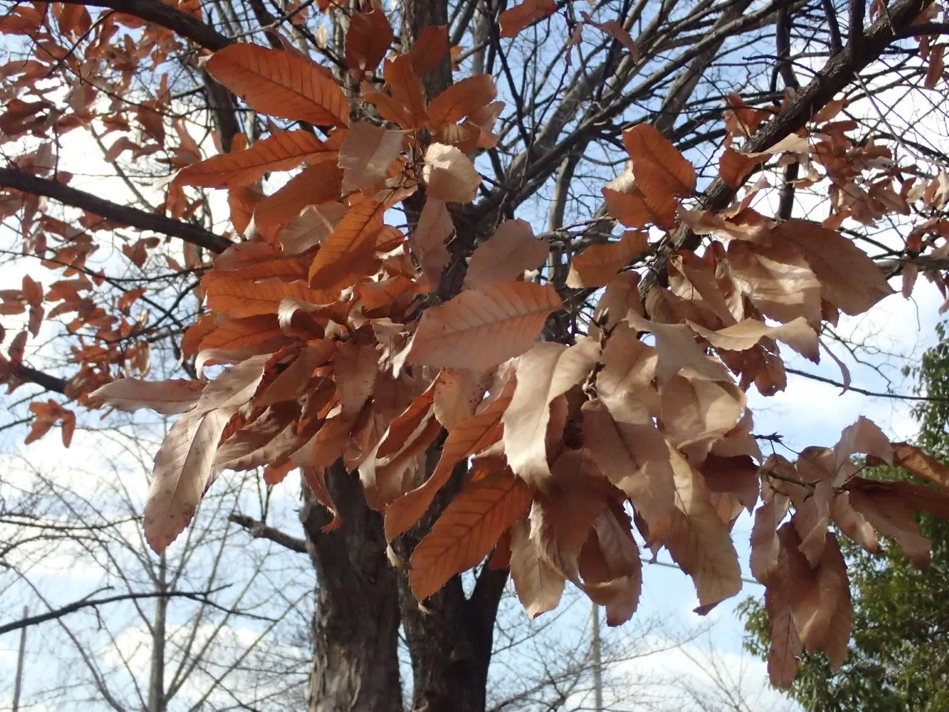 クリ クヌギ そっくりさん 木曽now