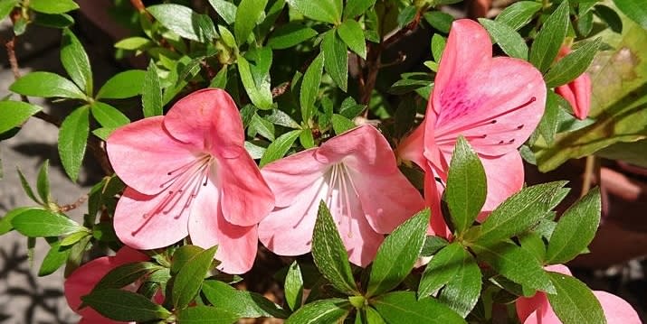 初夏の花が咲き始めた - 空や花