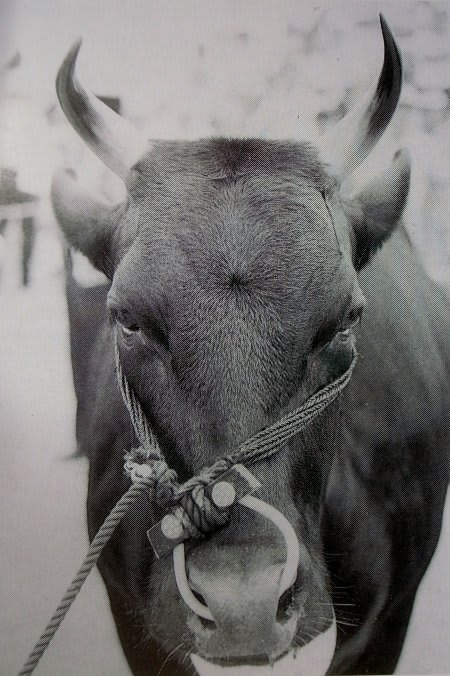 本物の牛のツノ！！ 水牛の角 牛 ツノ 開運