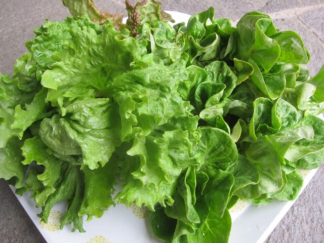 サラダ菜を収穫しました!! - 湘南農園 野菜作り サラダ菜を収穫しました!! - 湘南農園 野菜作り