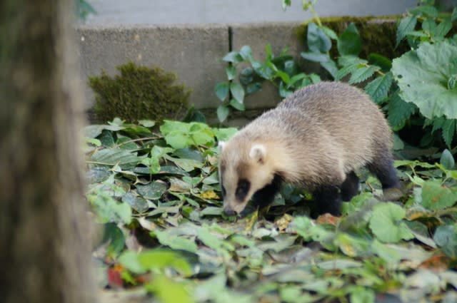 庭に変な動物が来た ヒマジンの独白録 美術 読書 写真 ときには錯覚 庭に変な動物が来た ヒマジンの独白録 美術 読書 写真 ときには錯覚