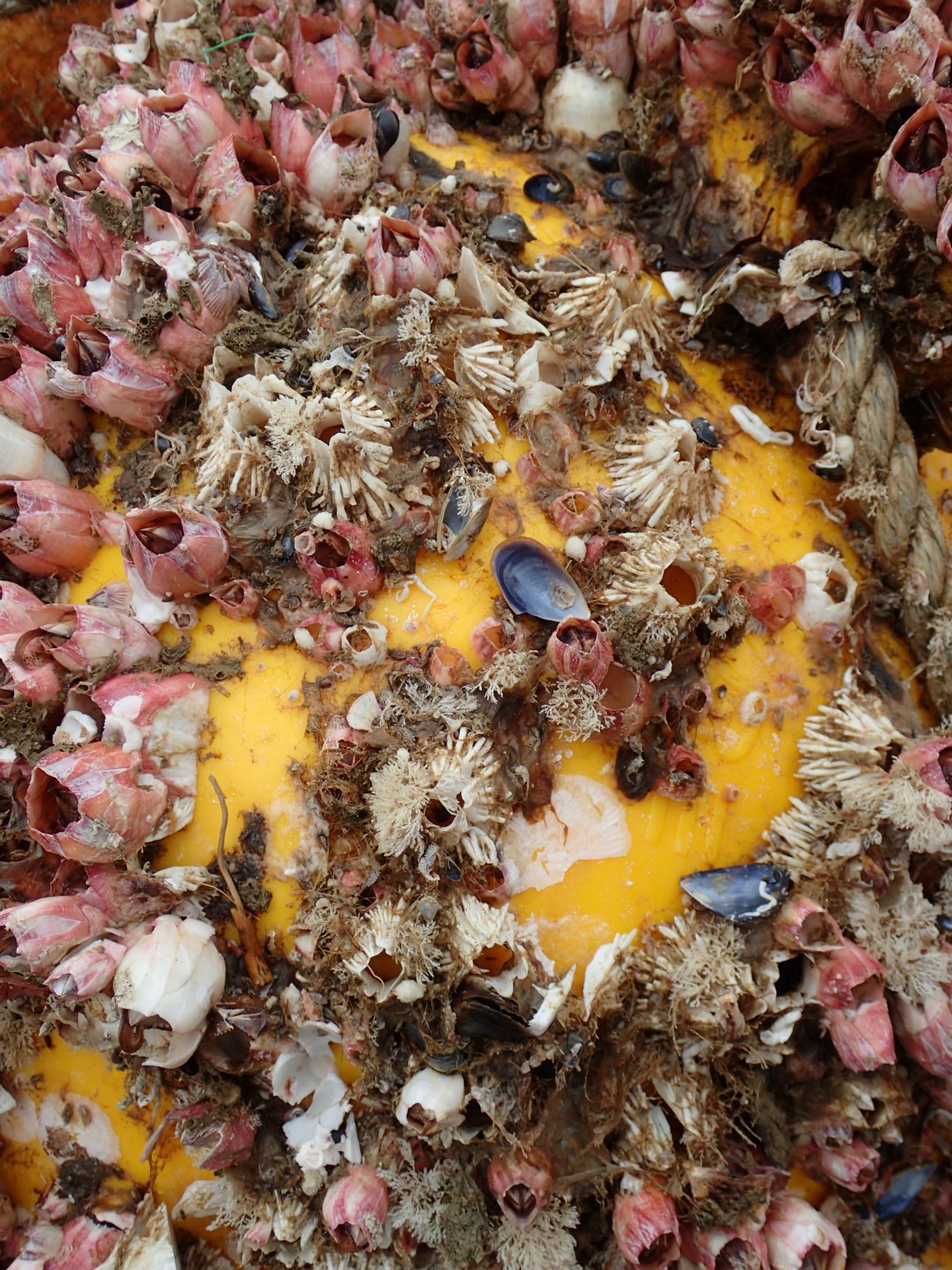 チシマフジツボ むしとり