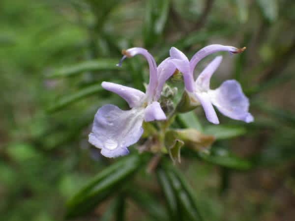 ローズマリー 冬にも花咲くハーブは1月13日の誕生花 Aiグッチ のつぶやき ローズマリー 冬にも花咲くハーブは1月13日の誕生花 Aiグッチ のつぶやき