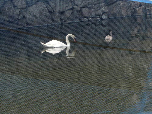松本城の白鳥の雛