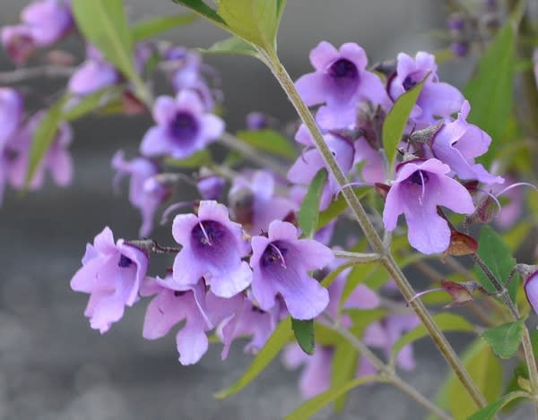 ミントの香りの木 花の公園 俳句 ｉｎｇ