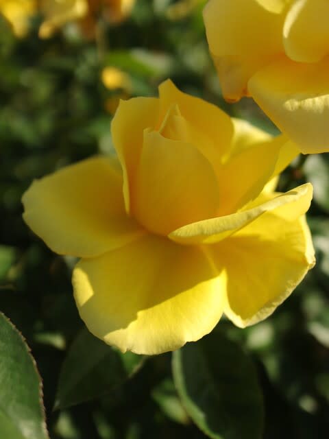 甘い香りのする黄色のバラ「ドゥフトゴールド」(秋バラ・シリーズ20 