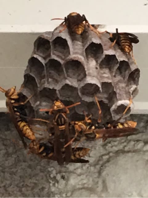 ベランダに蜂の巣が こむぎ グレの部屋