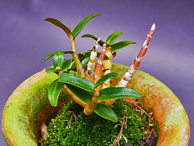 ❗️超レア　❤️天然形 夜郎・古銅石 極みの逸品　貴州産　C 1kg ❗️超レア ❤️天然形 夜郎・古銅石 極みの逸品 貴州産 C