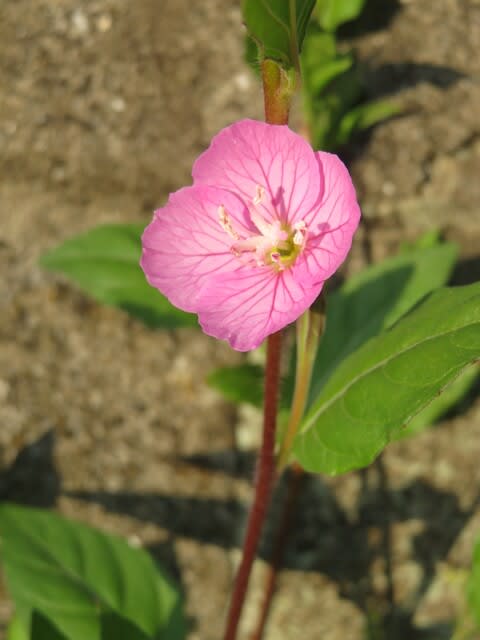 道端でひっそりと咲いているピンクの小さな花 ユウゲショウ 春の花 21 32 野の花 庭の花