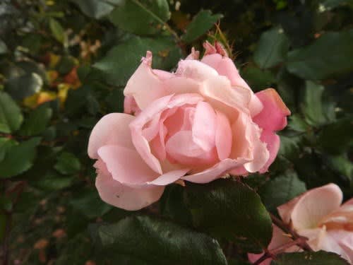 11月のバラ（薔薇）