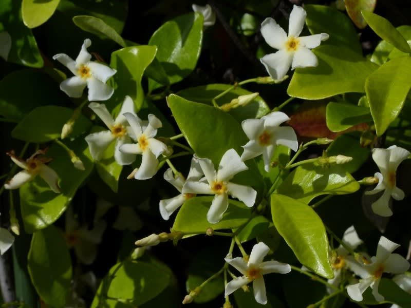 テイカカズラ 定家葛 Hayashi No Ko テイカカズラ 定家葛 Hayashi No Ko