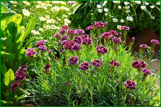 庭の花 ゴテチア ガーデンカーネーション サンフロール ビアンカ Hiroの花便り