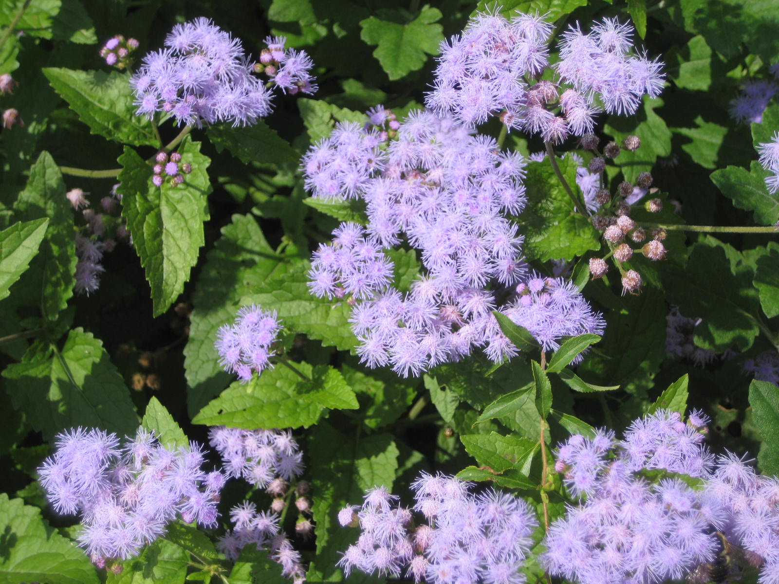 アゲタラム カッコウアザミ 花熟里 けじゅくり の静かな日々