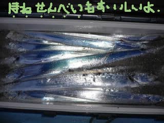 年中太刀魚60本 松山ジギングｂｙ心 技 体ソルトウォーカーズ松山