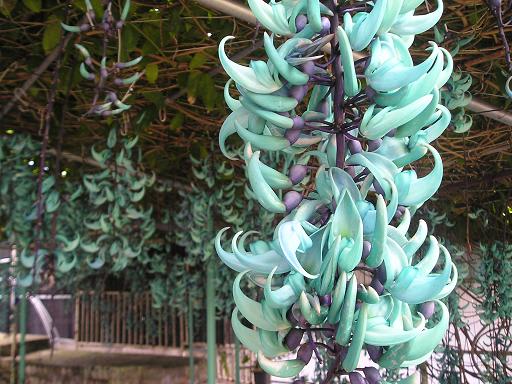 沖縄の植物 ヒスイカズラ 藤の花が翡翠の房に変わった あれやらこれやら いろいろ沖縄