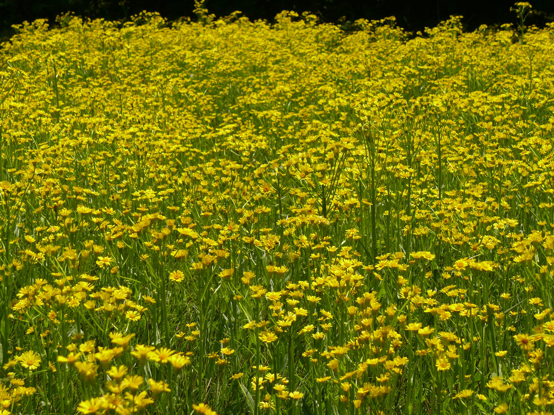胡四王山 5 22 黄色い花 みちのくの山野草