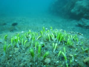 ニョロニョロ 公益財団法人 黒潮生物研究所ブログ