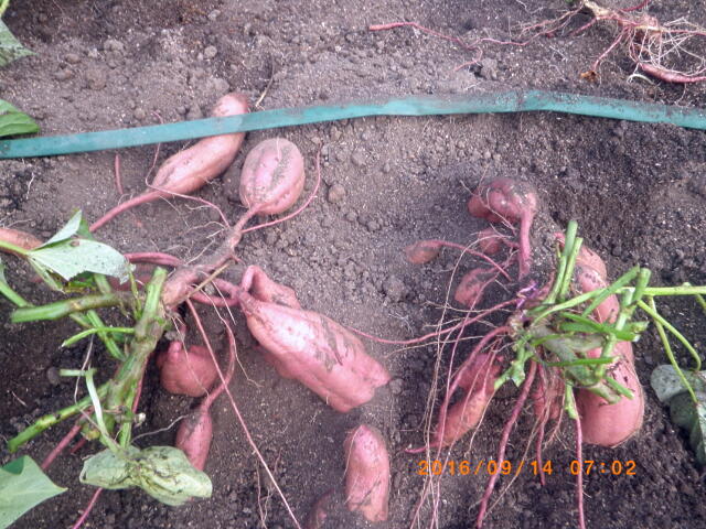 サツマイモ挿し穂の葉を枯らさないこと シルクスイートの植え付け終了 畑 野菜の記録