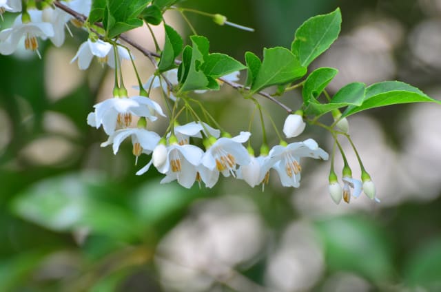 木の白い花2 エゴの花 ハクウンボクの花 行く川の流れ