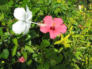 070731hibiscus2