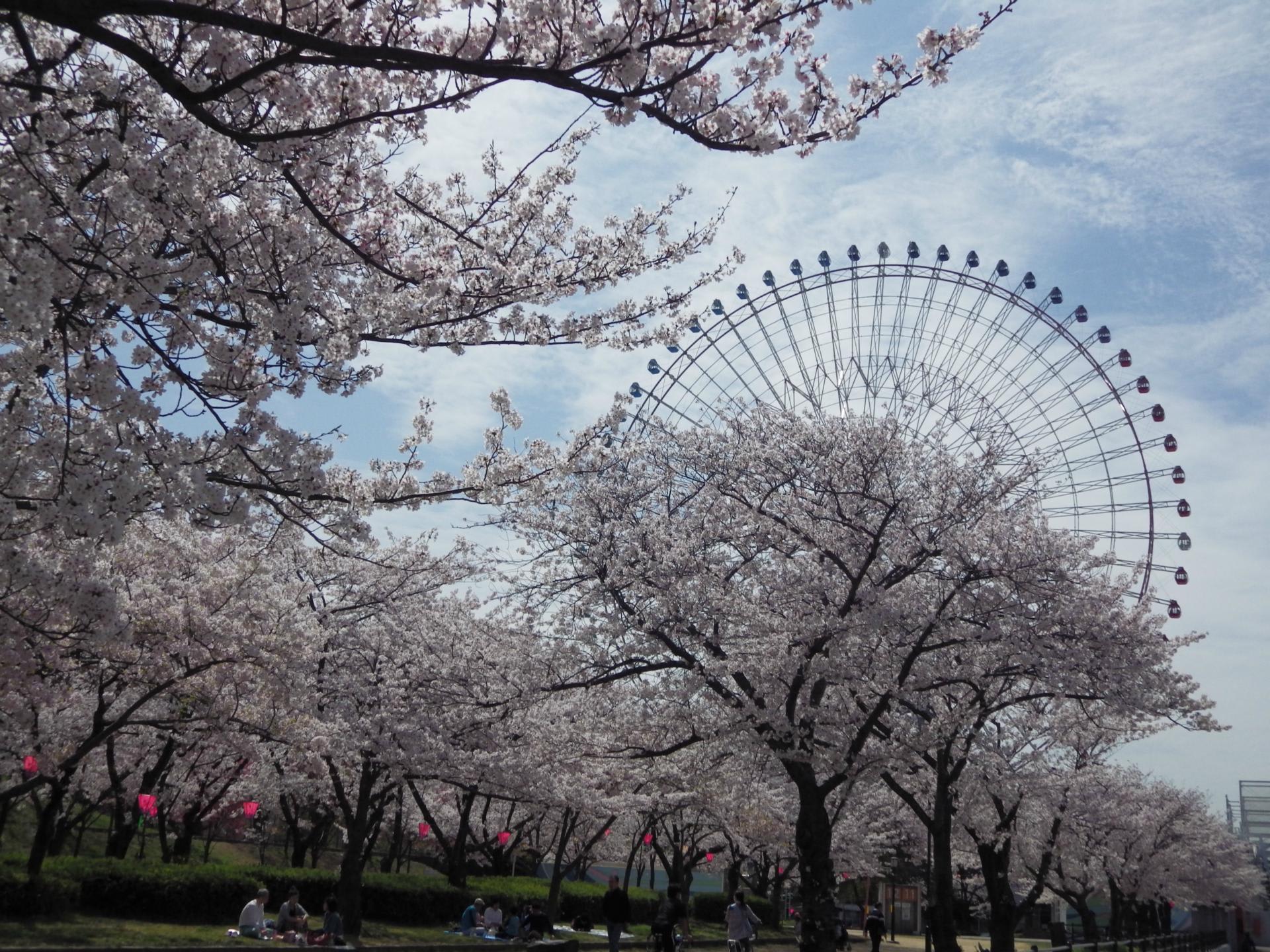 天保山公園の桜とその界隈 大阪 天保山 カメラ大好きおばあちゃん