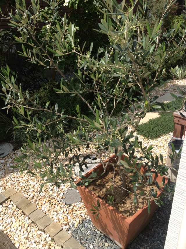屋外オリーブ鉢植え かながわハーブナーセリー園主のブログ ハーブと暮らす３６５日