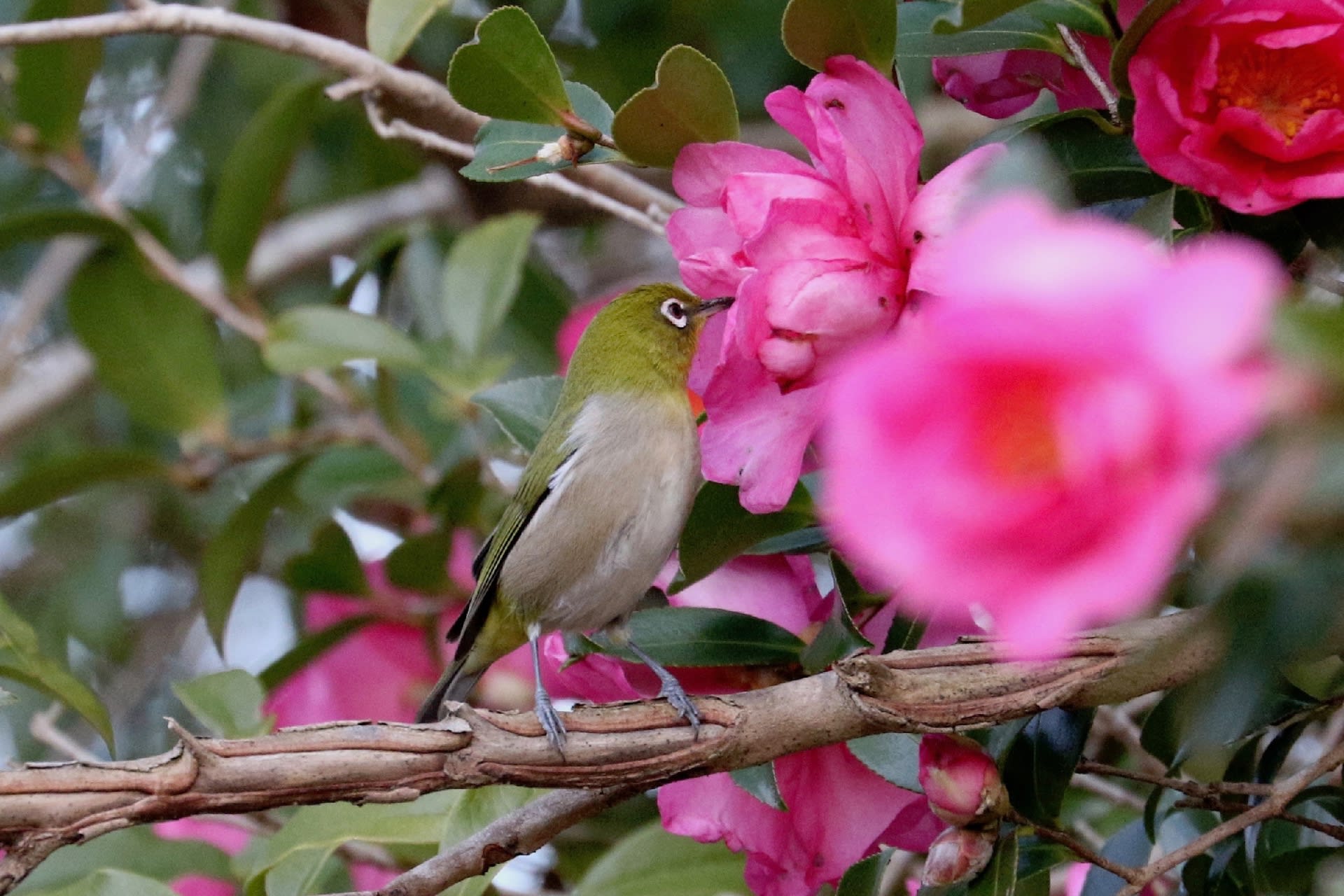 サザンカの花で蜜を吸うメジロとヒヨドリ 自然を求めて近辺ぶらり