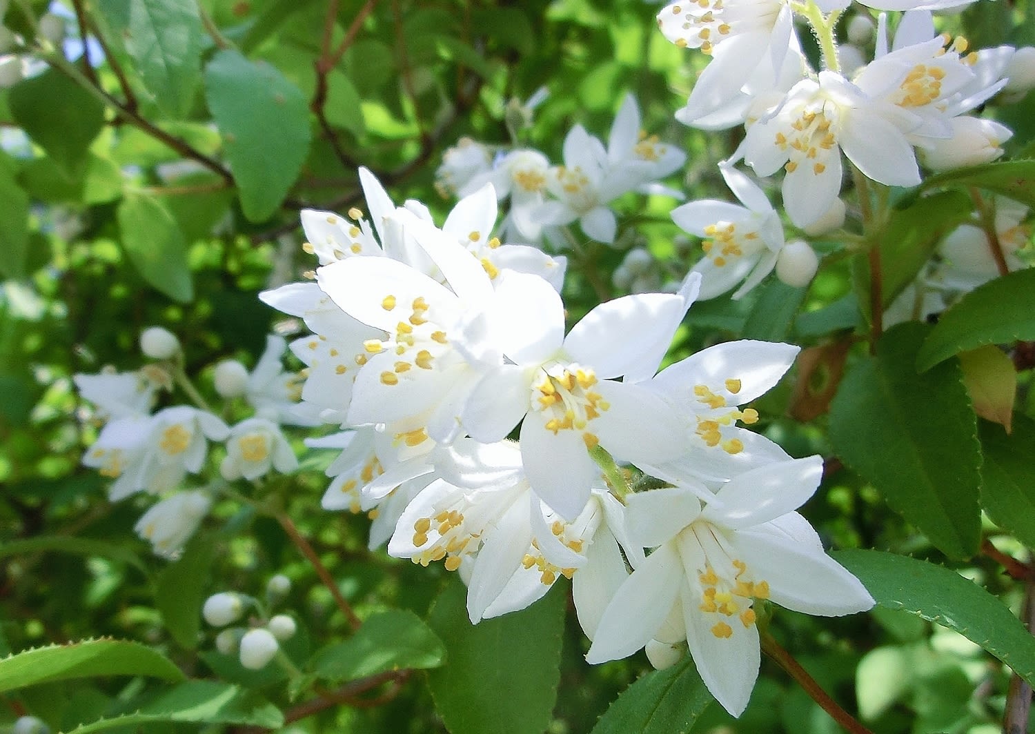 空木 桜空木 更紗空木 ユキノシタ科 ひげ爺さんのお散歩日記