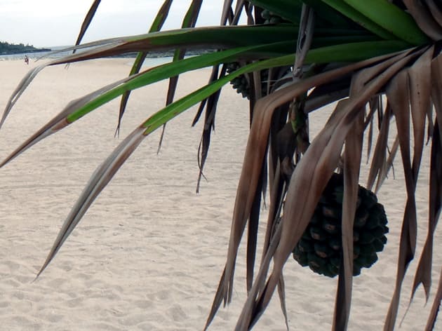 亜熱帯の林に飛ぶツマベニチョウ 沖縄の生物 今日も春風の丘で フィールドノートのナチュラルガーデン