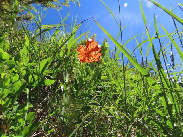 高ボッチ高原・鉢伏山で最近咲いている花　コオニユリ（小鬼百合）