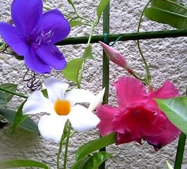 サンパラソル 八重咲きマンデビラ 花ごよみ