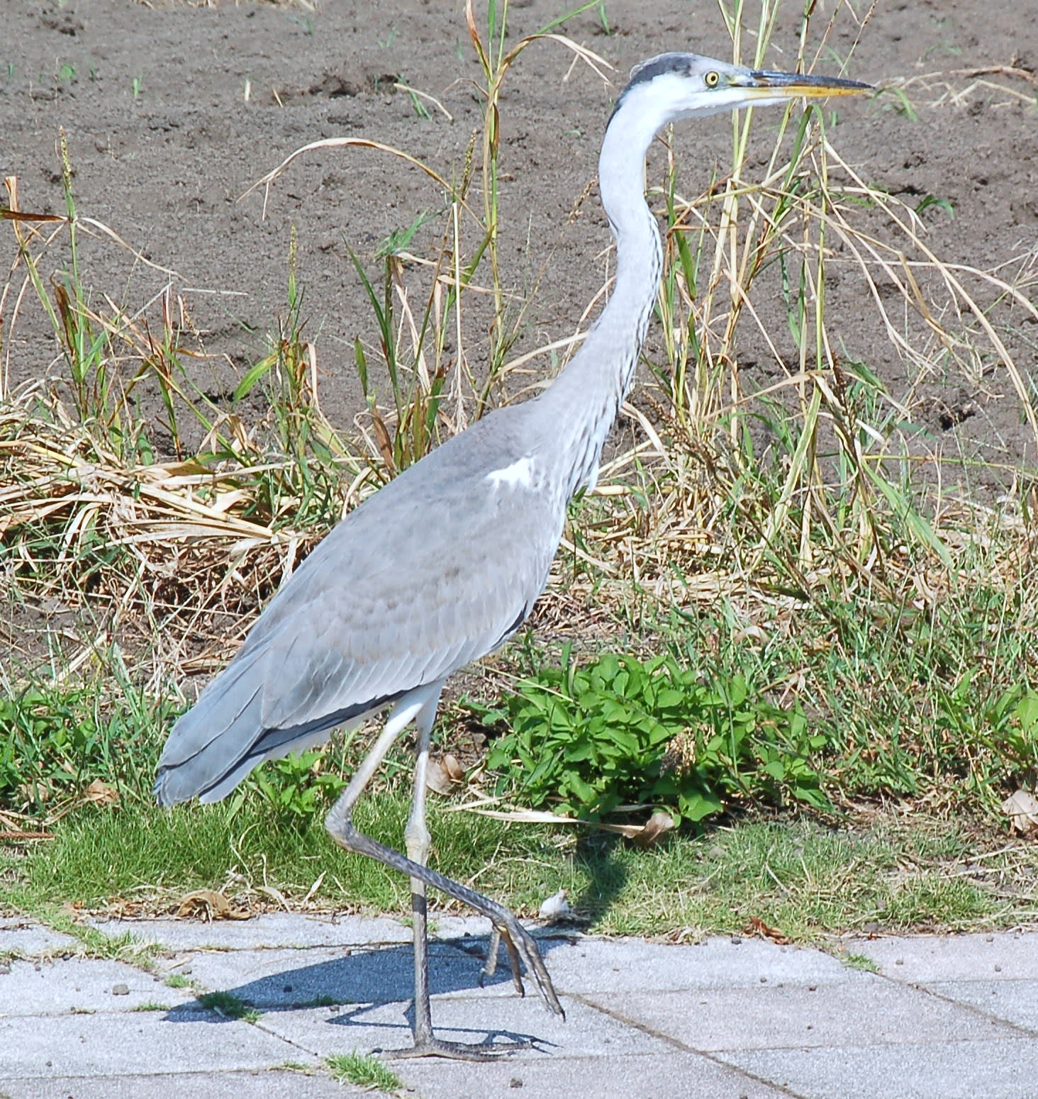 106 アオサギ 幼鳥 池田湖通信