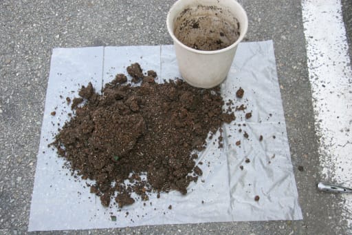 パンジー ビオラを 大きく育てよう 土の再生の仕方 フローリスト シュエット