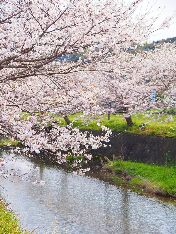 琴海 戸根川に咲く 桜と菜の花 日常