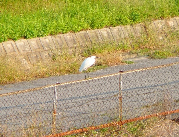 今日もサギの画像