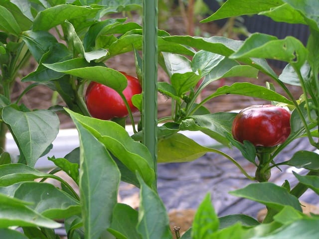 フルーツパプリカ栽培２０１０ 気まぐれ爺じの自己満足家庭菜園 写真