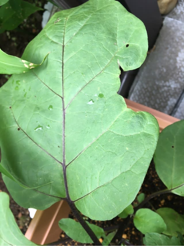 無農薬栽培の二十日大根は虫食いだらけ 神奈川県川崎市のセレクトショップamie エイミー の代表が綴る徒然日記です