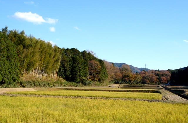 晩秋から初冬へと移り変わりゆく自然の風景 ～ 伊勢市神薗町