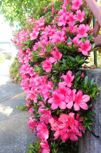 サツキとクロマルハナバチ 我が家の庭 千葉県白井市 Shuの花日記