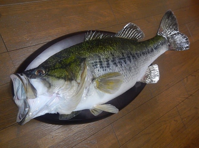 琵琶湖産 ５６ｃｍブラックバスの剥製 －完成－ - 虫くん魚くん