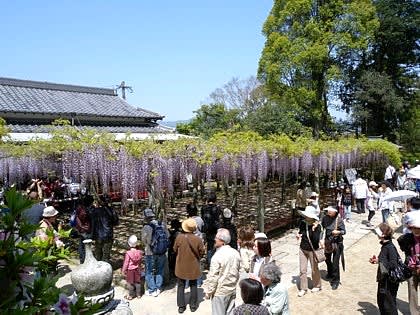 武蔵寺の藤まつり ちくしの日記 武蔵寺の藤まつり ちくしの日記