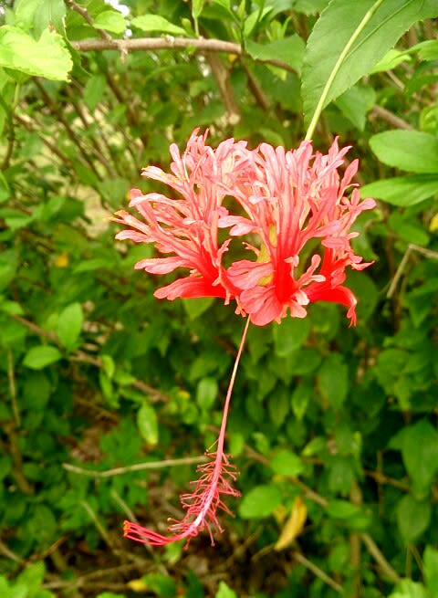 ハイビスカス あいあいの石垣花通信