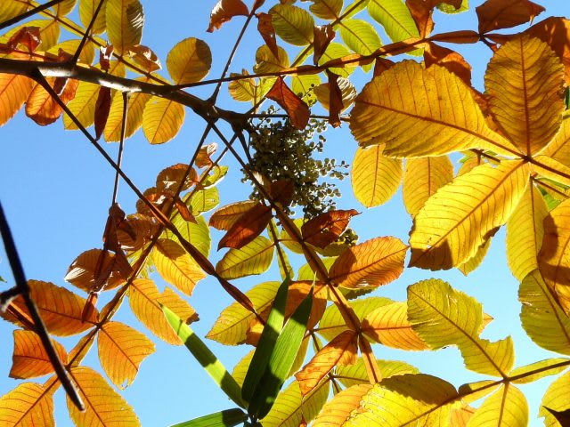 ハゼノキとヌルデの紅葉 せっかち散歩 ハゼノキとヌルデの紅葉 せっかち散歩