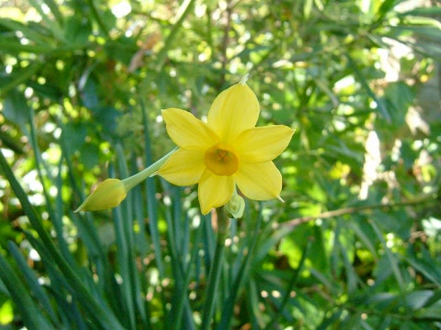 2005.12.8　ノコンギク  (野紺菊) （八丈島）花期：8～11月。背丈：50～100ｃｍ。日当たりのよい山野にふつうに見られる野菊のひとつです。