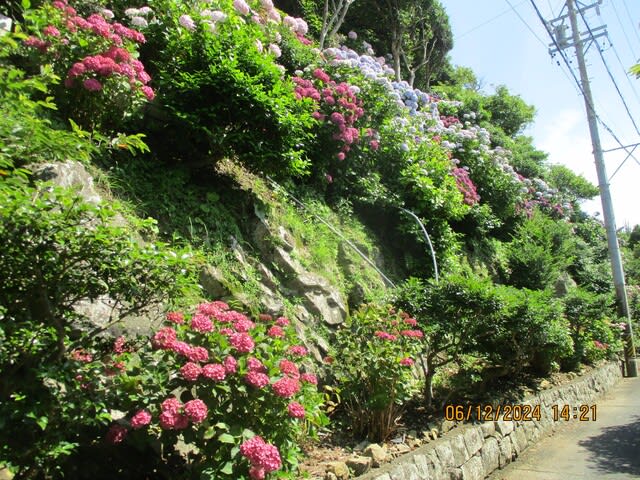 三重県志摩市大王町波切紫陽花綺麗家安マァート不動産