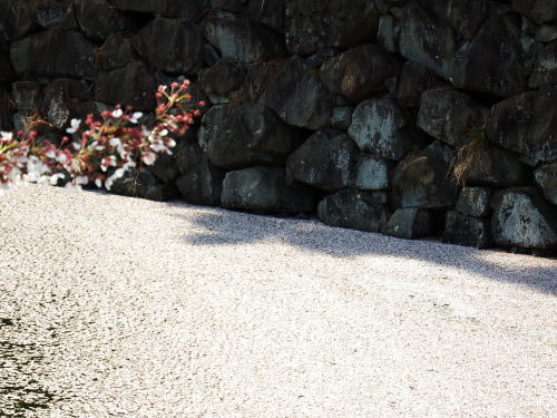 松本城の桜