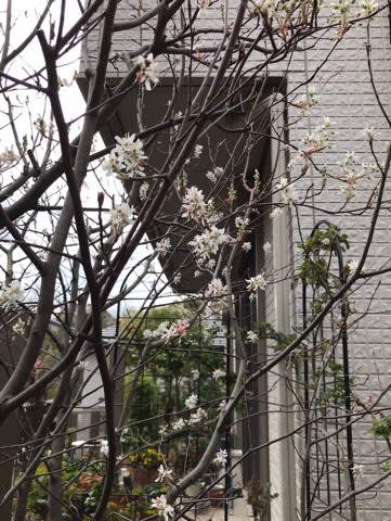 全体に白っぽいのは、桃花も開くと白っぽくなるからかな 全体に白っぽいのは、桃花も開くと白っぽくなるからかな