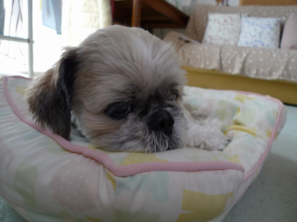 そっちから撮っちゃダメ シーズー犬 でんすけ そっちから撮っちゃダメ シーズー犬 でんすけ