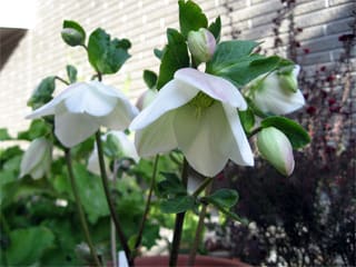 クリスマスローズ スノーホワイト Jasmineのガーデニングplus