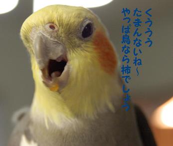 やっぱ柿でしょ オカメインコ保護 インコスタイル